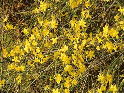 Jasminum nudiflorum